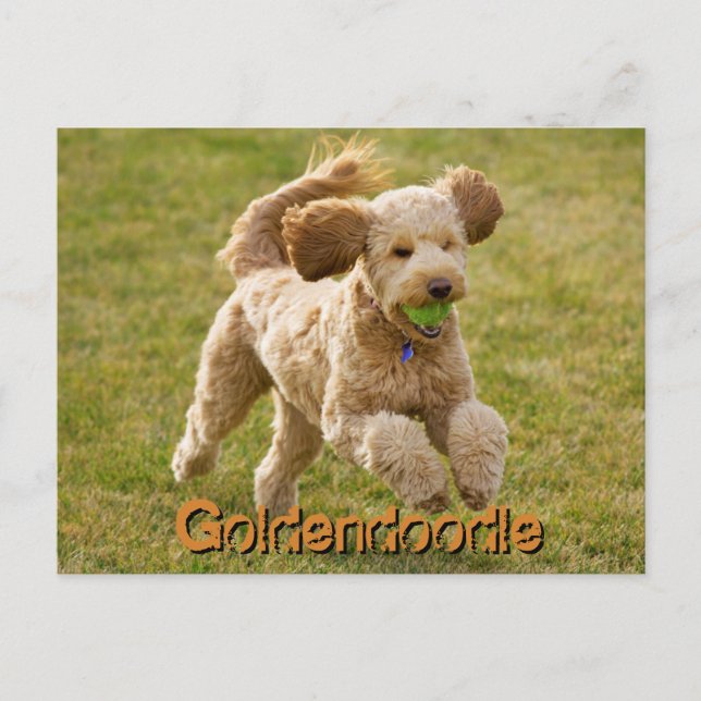 Postal Perro goldendoodle con bolas (Anverso)