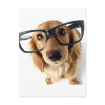 Perro gracioso