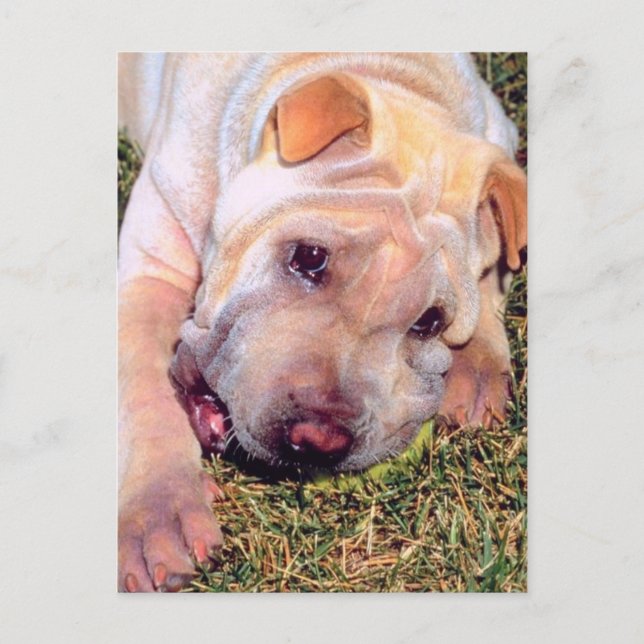 Postal Perro gracioso (Anverso)