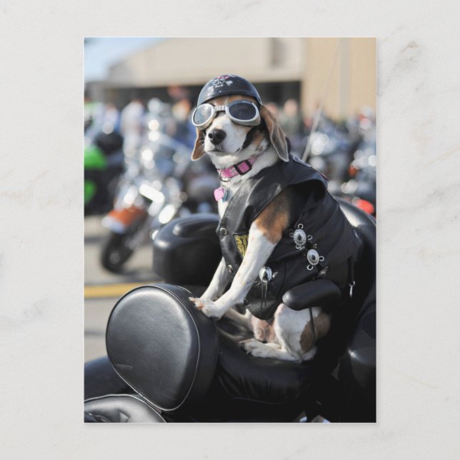 Postal Perro gracioso en motocicleta. (Anverso)