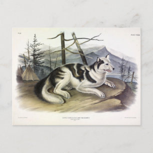 Postal Perro hare-indio (perro del río Mackenzie) de Audu