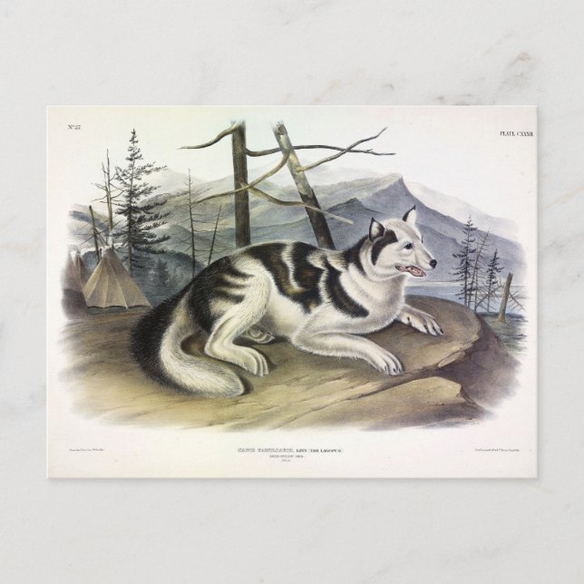 Postal Perro hare-indio (perro del río Mackenzie) de Audu (Anverso)