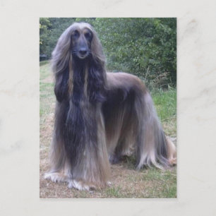 Postal Perro hound afgano