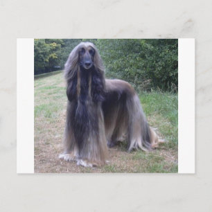 Postal Perro hound afgano