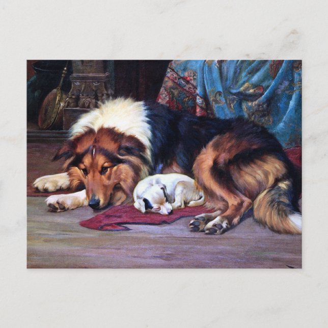 Postal Perro huérfano con arte collie (Anverso)