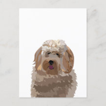 Perro Labradoodle Adorable