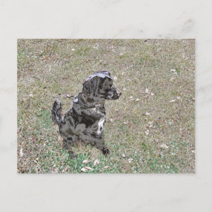 Postal Perro labrador negro mira