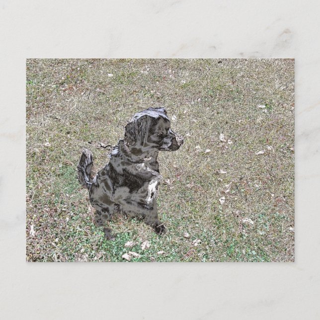 Postal Perro labrador negro mira (Anverso)