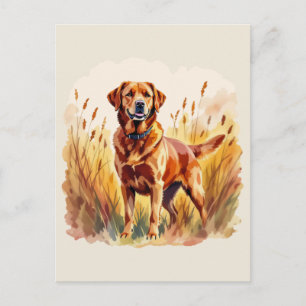 Postal Perro Labrador Retriever Fox Rojo