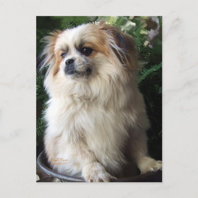 Postal Perro largo adorable del rescate del pelo (Anverso)