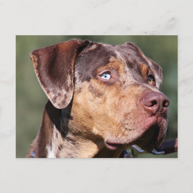 Postal perro leopardo catahoula de louisiana (Anverso)