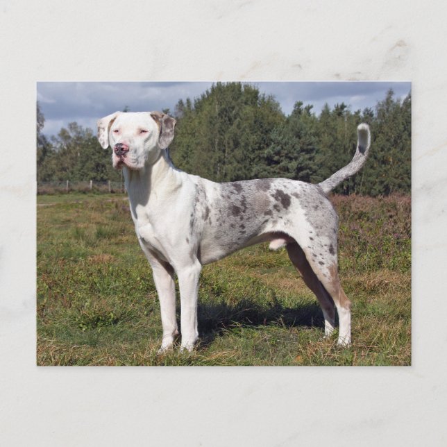Postal perro leopardo de catahoula louisiana (Anverso)