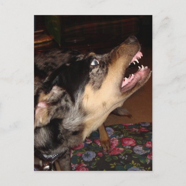 Postal Perro leopardo de Catahoula que muestra los diente (Anverso)