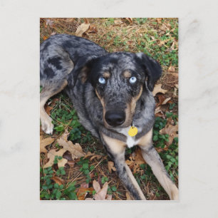 Postal Perro leopardo de Catahoula tumbado