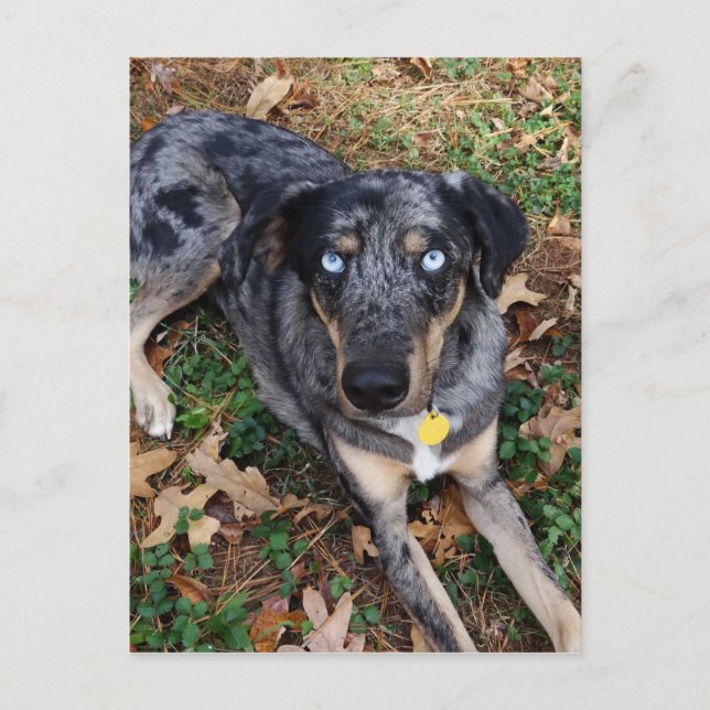 Postal Perro leopardo de Catahoula tumbado (Anverso)