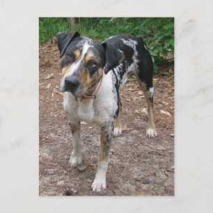 Postal Perro Leopardo de Louisiana