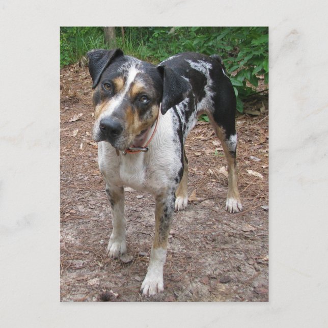 Postal Perro Leopardo de Louisiana (Anverso)