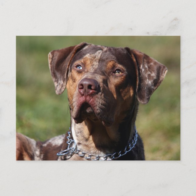 Postal perro leopardo de louisiana catahoula (Anverso)