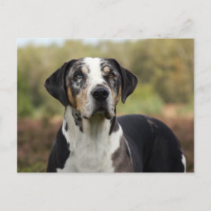 Postal perro leopardo de louisiana catahoula