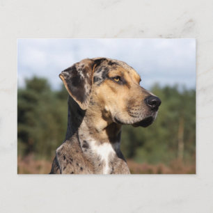 Postal perro leopardo de louisiana catahoula