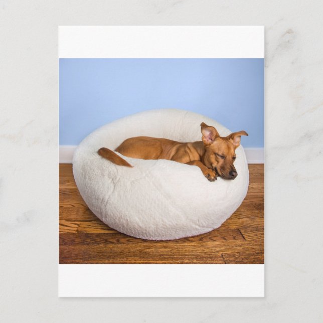 Postal Perro lindo (Anverso)