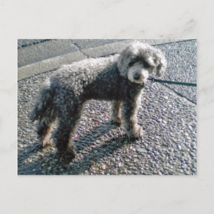 Postal Perro llamado Louis Postcard