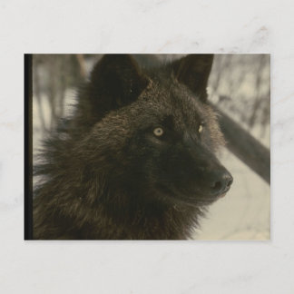 Postal Perro lobo negro