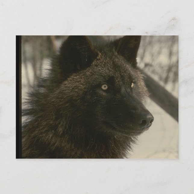Postal Perro lobo negro (Anverso)