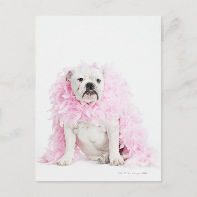 Postal Perro macho blanco con boa rosa (Anverso)