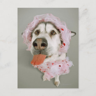 Postal Perro malamute con un tutu y pegando