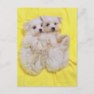 Postal Perro maltés; es una pequeña raza de perro blanco 
