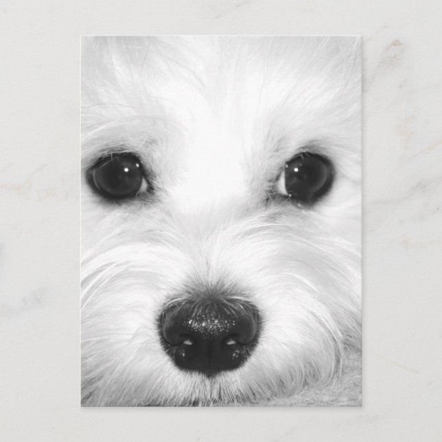 Postal Perro maltés ojos adorables y nariz encantadora (Anverso)