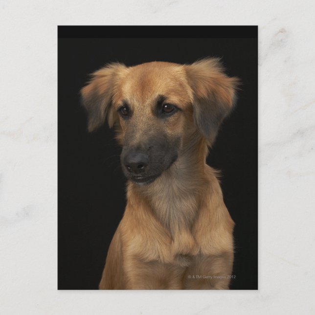 Postal Perro marrón con nariz negra en negro (Anverso)