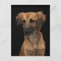 Perro marrón con nariz negra en negro