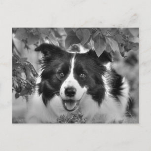 Postal Perro mascota jugando en una madera leafy