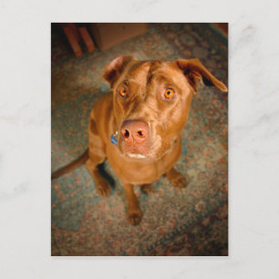 Postal Perro mezclador de pozo de laboratorio de chocolat