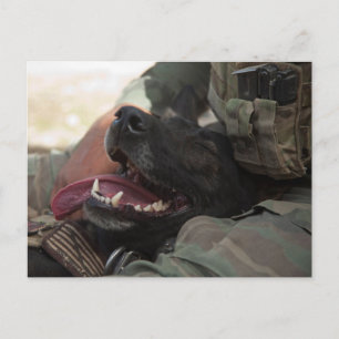 Postal Perro militar pastor alemán sonriente