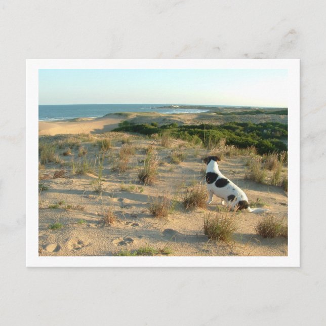 Postal perro mirando al mar (Anverso)