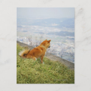 Postal Perro mirando hacia abajo desde una colina