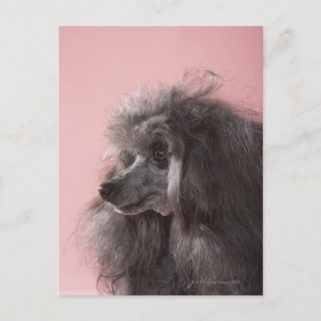 Postal Perro mirando lejos (Anverso)