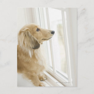 Postal Perro mirando por la ventana