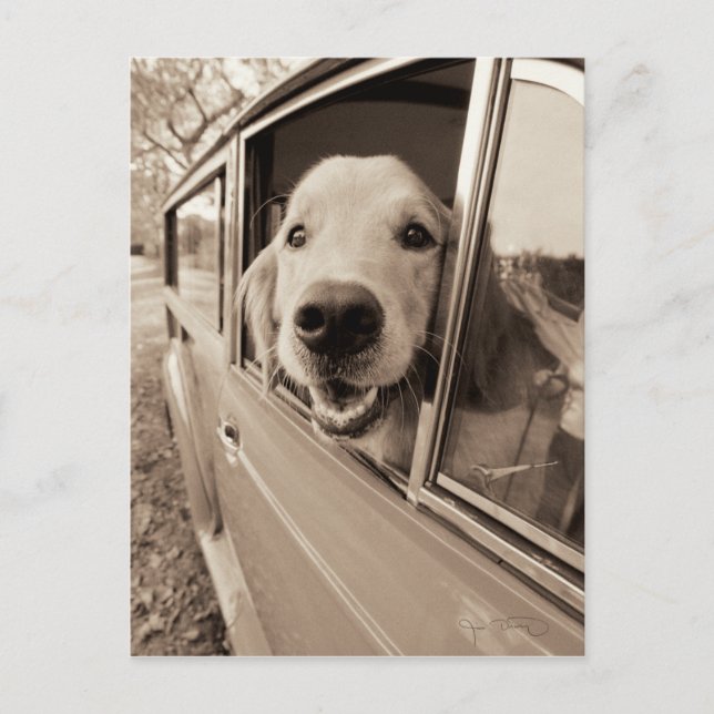 Postal Perro mirando por la ventana de un auto (Anverso)