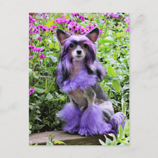 Postal Perro morado chino en flores rosas
