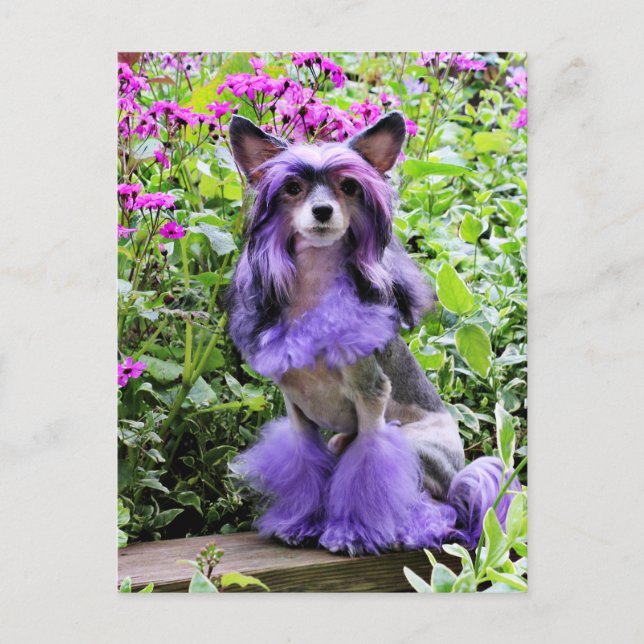 Postal Perro morado chino en flores rosas (Anverso)
