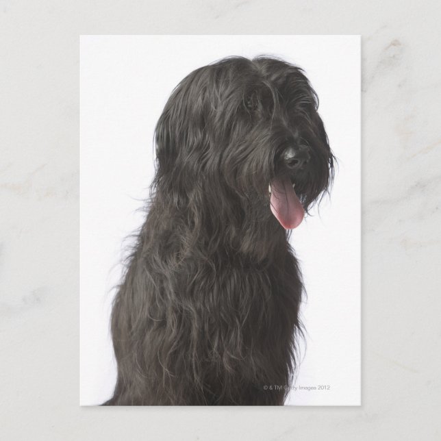 Postal Perro negro, Briard (Anverso)
