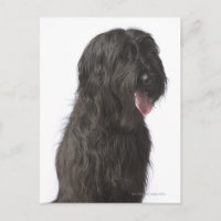 Perro negro, Briard