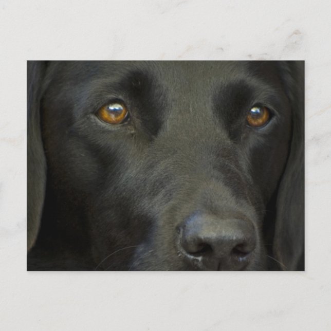 Postal Perro negro del labrador (Anverso)