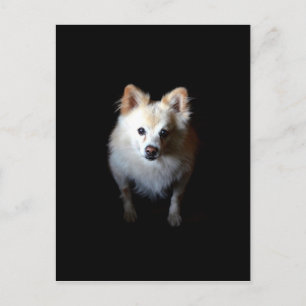 Postal Perro panomerano en la oscuridad