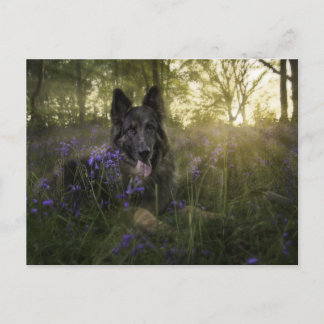 Postal Perro pastor alemán a la hora de la aspersión