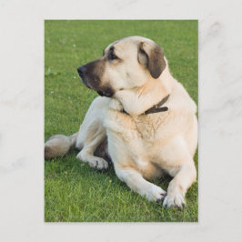 Postal Perro Pastor Anatoliano